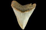 Fossil Megalodon Tooth - North Carolina #109828-2